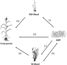 Be the first to review target cancel reply. Arbuscular Mycorrhizal Fungi Weeds Interaction In Cropping And Unmanaged Ecosystems A Review Springerlink