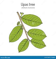 Image result for Antiaris