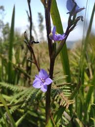Image result for Aristea ecklonii