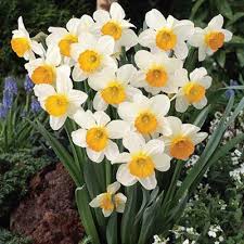 Large Cupped Daffodil Sempre Avanti K Van Bourgondien Daffodils Flower Garden Flowers Photography