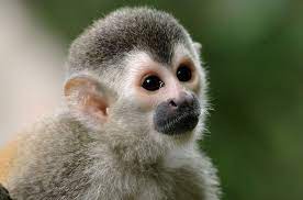 Pin On Amazing Animals
