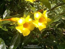 Jalapa Amarilla O Bejuco De San Jose Allamanda Cathartica Fam Apocynaceae Plants