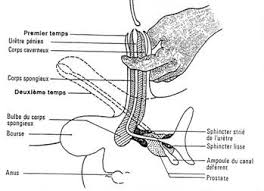 Et ça me fait ça tout le temps, même quand je dors. Developpement Et Sante Retention Complete D Urine