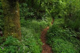 I realized that i made this from entirely salvaged parts and scrap wood.so it was free! Gray Getaways Hikes For A Rainy Day Washington Trails Association