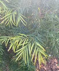Image result for Afrocarpus
