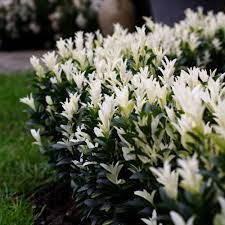 Check spelling or type a new query. Buy White Candle Euonymus Euonymus Japonicus Paloma Blanca Lankveld03 Pbr Delivery By Waitrose Garden