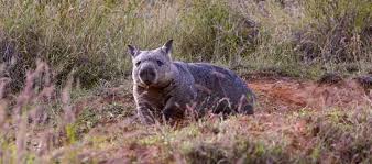 Image result for Northern hairy-nosed wombat