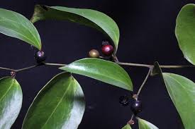 Image result for Smilacaceae