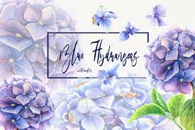 Search for free graphic images and share, download, print or edit online. Watercolor Blue Hydrangeas Clip Art Graphic By Evgenia Art Art Creative Fabrica
