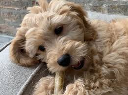 Our top dog food picks for goldendoodles: Your 2021 Guide To The Best Dog Food For Goldendoodles K9 Web