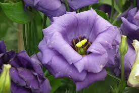 I fiori di lillà è il secondo singolo di danijay, che riprende dalla visualizza altre idee su nomi di fiori, fiori, fiori per matrimoni. 5 Fiori Perfetti Per Un Matrimonio In Lilla Lombarda Flor