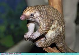 Then let us introduce you to the pangolin. Daily Squee Cute Animals Cute Baby Animals Cute Animal Pictures Animal Gifs Gif Animals