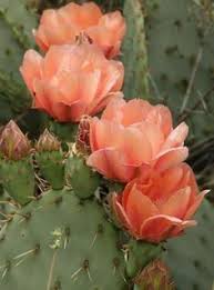 Want to know about travelling to dodge city, ks, usa? 7 Germany Ideas Cactus Flower Prickly Pear Cactus Planting Succulents