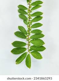 Image result for Bridelia