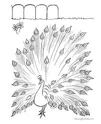 For boys and girls, kids and adults, teenagers and toddlers, preschoolers and older kids at school. Peacock Pictures To Print Coloring Home