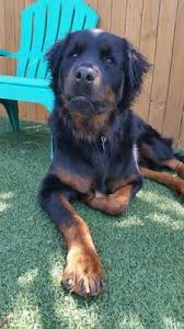 Find long haired rottweiler puppies and dogs from a breeder near you. Long Haired Rottie Bear A Love Of Rottweilers