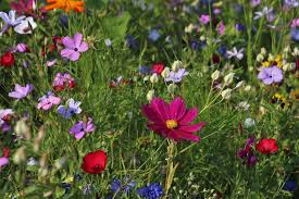 We did not find results for: The Best Flowers For Bees And Easy Ways To Make Your Garden Bee Friendly Growing Family