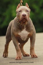 Xxl Lilac Tri Bully Puppy In 2020 Pitbull Puppies For Sale Puppies American Bully