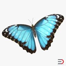 3d Emperor Butterfly 3d Model Emperor Butterfly
