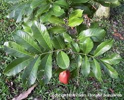 Image result for Blighia