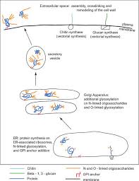 Overview about past and current advances in this ﬁeld and future. Cell Wall Biosynthesis The Glucan And Chitin Cell Wall Components Are Download Scientific Diagram