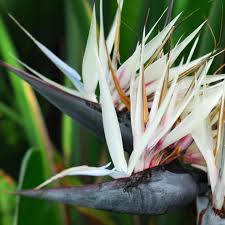 Posted by susan on 19th mar 2021. White Bird Of Paradise Plants For Sale Garden Goods Direct