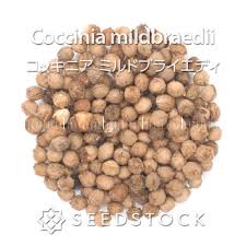 Image result for Coccinia mildbraedii