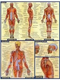 Vintage poster with male athletic body infographics. Pin On Weight Training Workouts