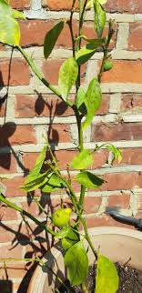 Lemon Tree Disease Bbc Gardeners World Magazine