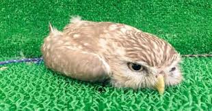People Are Learning That Baby Owls Sleep Face Down And The Photos Are Adorable The barn owl's species name, tyto alba, literally means white owl. but behind this unremarkable name is an extraordinary predator with long legs. baby owls sleep face down