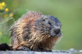 Protect your vegetable garden from birds & groundhogs. How To Get Rid Of Groundhogs Woodchuck Pest Control The Old Farmer S Almanac