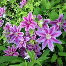 Most species are known as clematis in english, while some are also known as traveller's joy,. Clematis Alchetron The Free Social Encyclopedia