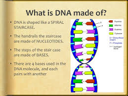 What Is Dna Made Of Dna Replication Dna Dna Molecule