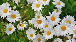 15 plantas con flores blancas (de interior y de exterior)