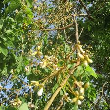 Image result for Xeroderris stuhlmannii