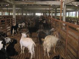 Penjelasan detail ukuran kandang kambing untuk penggemukan. Kandang Kambing Myternak S Serama Kedah