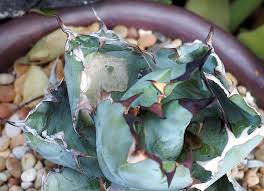 Agaves and yuccas benefit from shade cloth draped over the transplanted plants and removed at first signs of. Summer Care For Succulents Heat And Sun Concerns Debra Lee Baldwin