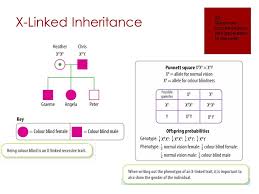 Genetics And Inheritance Ppt Video Online Download