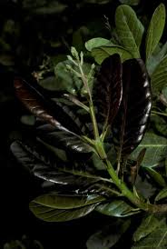 Image result for Anacardium