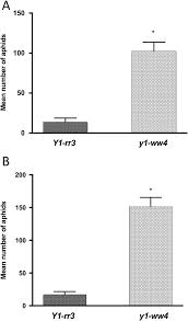 They prefer to feed on the succulent leaves in the whorl first. Sorghum 3 Deoxyanthocyanidin Flavonoids Confer Resistance Against Corn Leaf Aphid Springerlink