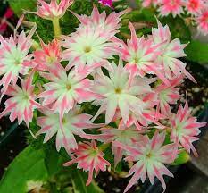 Genuine 100 Seeds Lot Phlox Drummondii Cuspidata Phlox Twinkle Star Home Garden Plant Flower Seeds Flower Seeds Home Garden Plants Planting Flowers