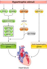 The major points that were discussed at. Role Of The Epigenome In Heart Failure Physiological Reviews