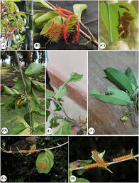 Image result for Phragmanthera usuiensis