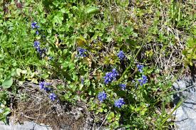 Image result for Polygala arenicola