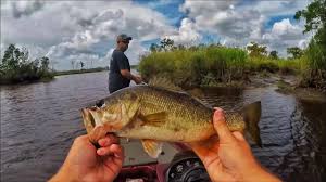 Fishing A Black Water River Ogeechee River