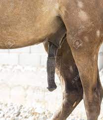 A Male Horse S Reproduction Organ Stock Photo Picture And Royalty Free Image Image 86026198