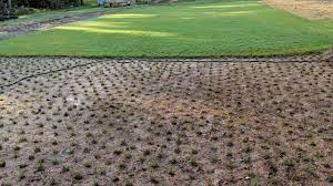 Planting Tiftuf Bermuda Grass Plugs From Sod Using The Proplugger Bermuda Grass Grass Plugs Planting Grass