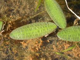 Image result for Ottelia ulvifolia