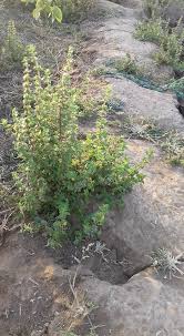 Image result for Vahlia digyna