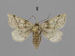 Image result for Macaria fusca